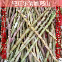 浙江红杆软脚乐清铁皮石斛 三年生铁皮石斛鲜条图2