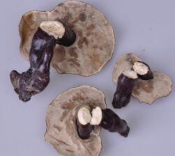 中药材 批发白灵芝西藏白灵芝 白心灵芝产地图1