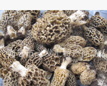东北野生羊肚菌 特等干品 圆顶1000克 头茬 数量有限 黑龙江产图1