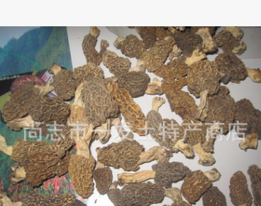 东北野生羊肚菌 特等干品 圆顶1000克 头茬 数量有限 黑龙江产图2