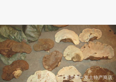 平盖灵芝 东北野生真菌 一发土特产 各种东北野生真菌 10千克起图1