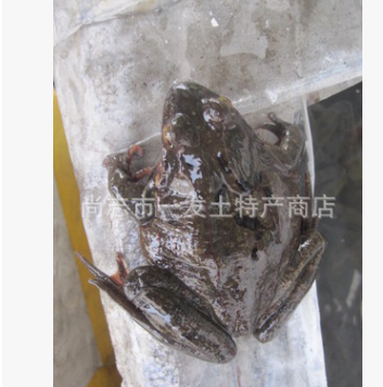 批发东北林蛙 母蛤蟆 黄肚皮 哈士蟆红肚皮 活蛤蟆图1
