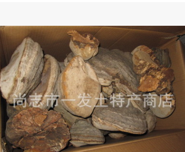 批发东北野生木蹄 木蹄层孔菌 桦菌芝 真菌木灵芝系列图1