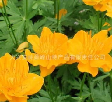 金莲花图1