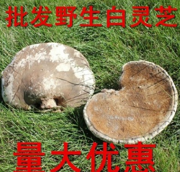大兴安岭野生白灵芝白剥管菌野生灵芝 菌藻类白灵芝 包邮图1