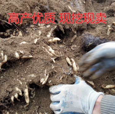 正宗乌红杂交天麻0代种 高海拔深山种植 品质保证 量大可现场采图1