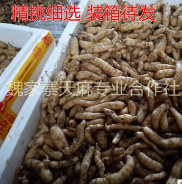 正宗乌红杂交天麻0代种 高海拔深山种植 品质保证 量大可现场采图2