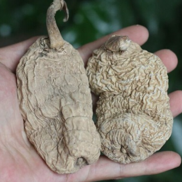 纯野生天麻 产自神农架原始森林 每年只有几公斤供应图1