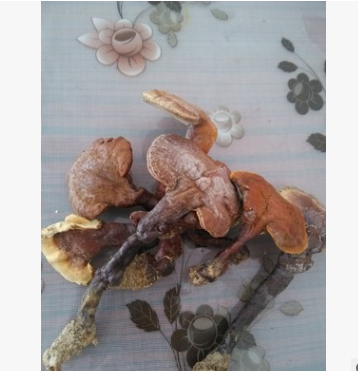 神农架野生大中小赤灵芝散装批发 野生食用菌天然无硫 端午礼物图3