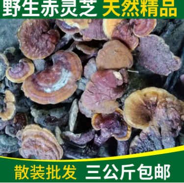 神农架野生大中小赤灵芝散装批发 野生食用菌天然无硫 端午礼物图2