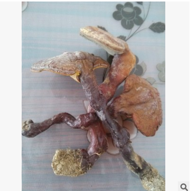 天然灵芝干品 神农架原始森林野生灵芝大个 食用菌 开边7cm散装图1