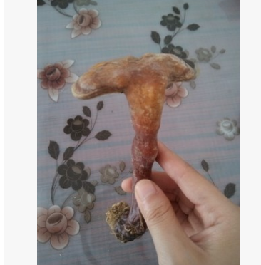 天然灵芝干品 神农架原始森林野生灵芝大个 食用菌 开边7cm散装图2