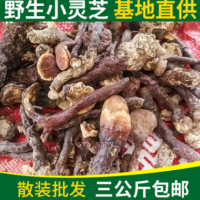 农家自采 纯正野生正品无硫 小灵芝泡酒煲汤食用菌直径1—2cm散装