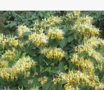 湖南中药材批发 金银花茶 特级 清热降火 纯天然无硫 山银花茶图1