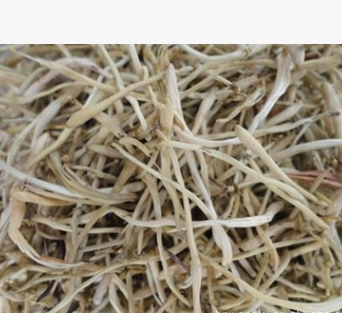 金银花 金银花白花批发 河北金银花批发 山东金银花批发（白花)图1