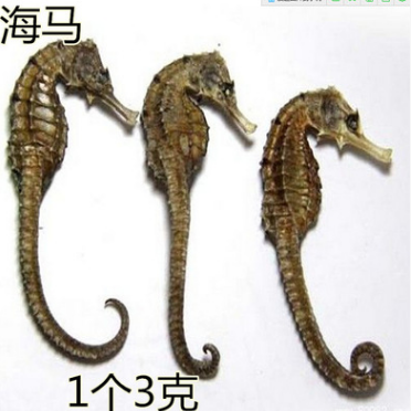 专业批发名贵中药材海马 传统滋补品 强身健体 家庭必备图1