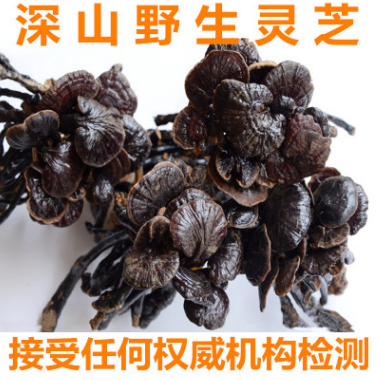 灵芝切片100%野生灵芝新鲜灵芝包邮图1