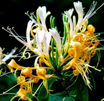 金银花 种植销售图1