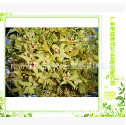 专业品质供应正宗一级品铁皮石斛花 精选原生态铁皮石斛图1