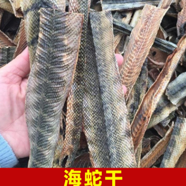 海蛇干 渔家自晒海蛇干 干货泡酒材料 关节痛泡酒料养生滋补煲汤图1