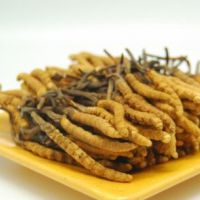 虫草多糖 棕黄色虫草菌粉 25kg/桶虫草多糖