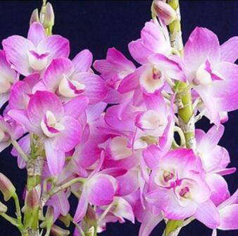 石斛提取物 植物石斛提取物图1