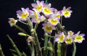高质量石斛提取物 植物石斛提取物图1