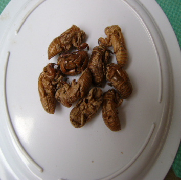 批发中药饮片 蝉蜕 水洗蝉蜕 虫蜕 虫退 丛林乡产地批发图1