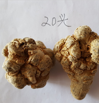 云南文山20头春三七水洗全干田七25头图1