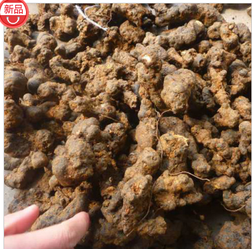 山阳县旺旺中药材 猪苓批发图2