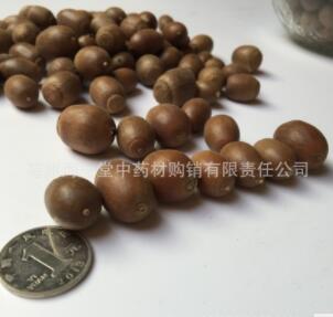 橡子 果 橡皮果 橡子 粉 保质保量 工艺品图3