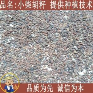 中药材北/黑/小柴胡种子/藏柴胡籽图1