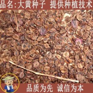 中药材马蹄/掌叶大黄种子/种苗 种籽图1