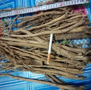 大量批发 内蒙黄芪 地道药材 量大从优图1