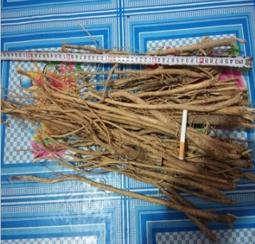 大量供应 原生态内蒙黄芪 量大从优 先来先到图1