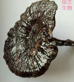 带粉带柄完整子实体 人工半野生椴木赤灵芝可切片图1
