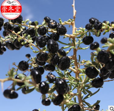 青海黑枸杞批发 新货野生产地直供黑枸杞青海野生黑枸杞图2