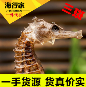 海行家 约700头三斑海马月子滋煲汤泡酒中药材可打超细粉精细粉图1