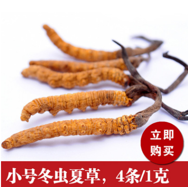 西藏正品冬虫夏草 天然野生虫草精选冬虫夏草批发 高档滋补礼品图1