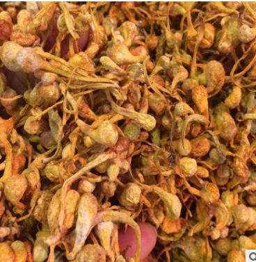 大量批发虫草花 大豹子头 足干虫草花孢子头 味道香浓 凉拌虫草花图3
