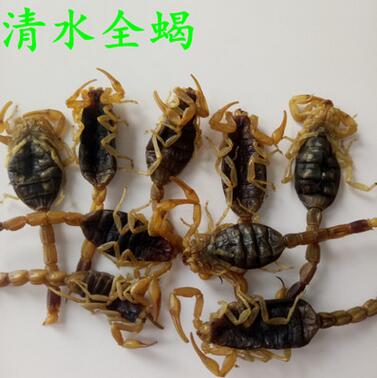 批发动物原药材 蝎子 清水全蝎 全虫 各种规格 药食两用