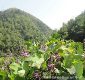 中药材 葛花干葛根花 解酒茶 葛根花图3