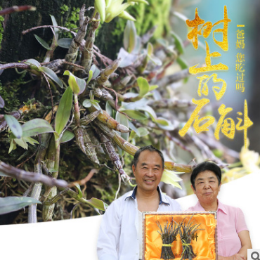 新鲜雁荡山野外生铁皮石斛树斛枫斗鲜条礼品盒装术后康复保养图3