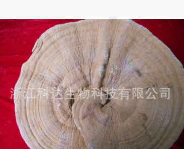 生产供应 科达原生态灵芝 高品质正品灵芝图1