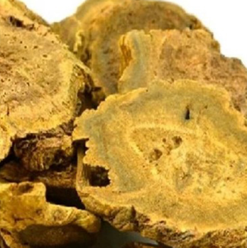 大黄当地农户种植常年有货 热销中图1
