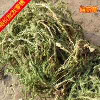 批发伸筋草专业批发舒筋草/龙须草//产地直销/保证正品/假一赔百