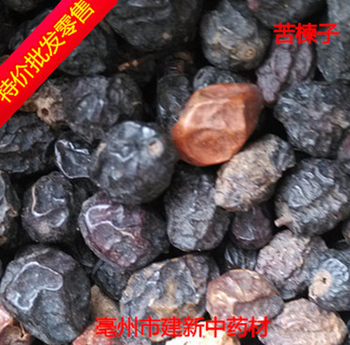 供应[苦楝子]专业批发苦楝子 保证正品 假一赔百 实图图1