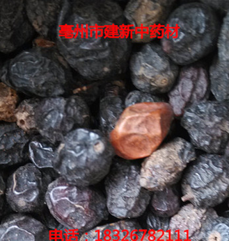 供应[苦楝子]专业批发苦楝子 保证正品 假一赔百 实图图3