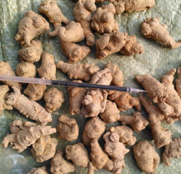 厂家中药直销 云南文山120头原色三七 不打蜡有机特级三七批发图1