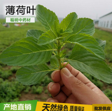 天然薄荷叶 自家农场薄荷叶花草茶 新鲜薄荷茶批发 薄荷 厂家直销图1